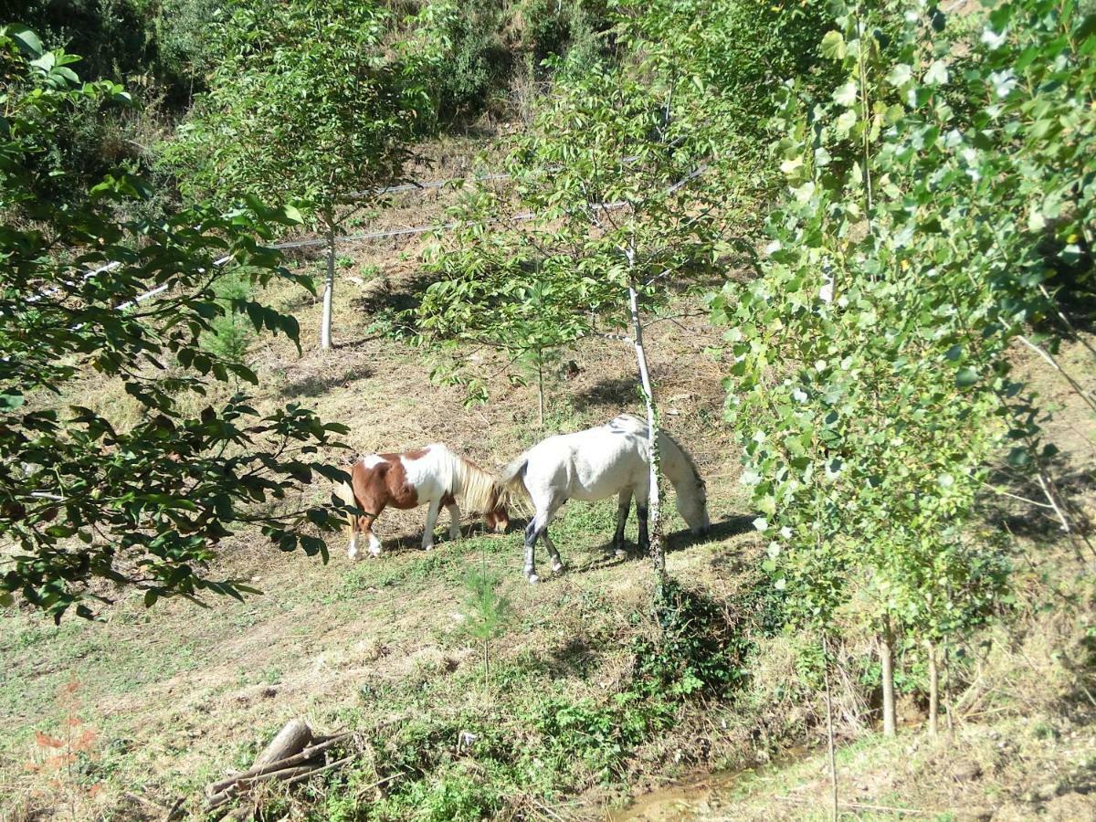 Apartamento En Pleno Montseny Mas Romeu Turisme Rural Arbucies Exterior photo